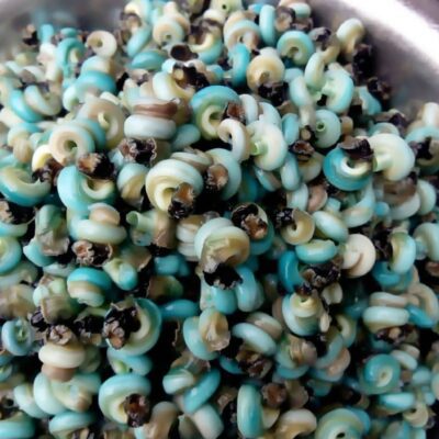 African Periwinkle Snail 200g